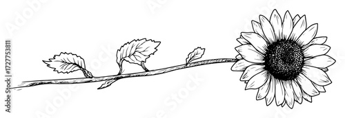 sunflower with leaves and stem vector drawing
