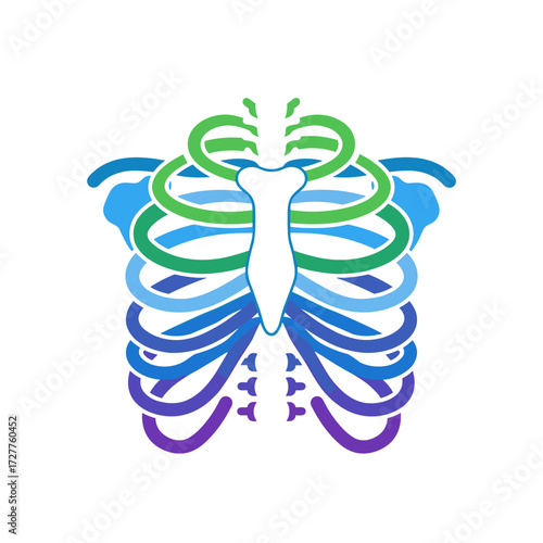 Human ribcage illustration featuring colorful ribs, showcasing anatomical design. Anatomical ribcage model is perfect educational resource, presenting details with bright hues.