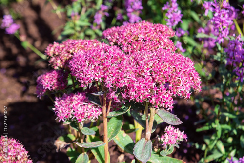 Foto Pink sedum spectabile flower in the garden.