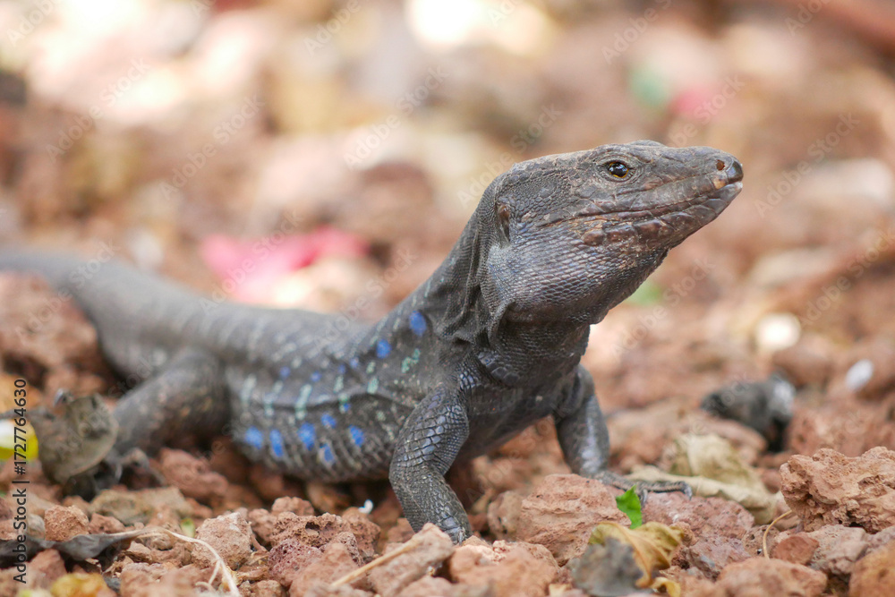 Fototapeta premium Colorful Lizard on the Ground