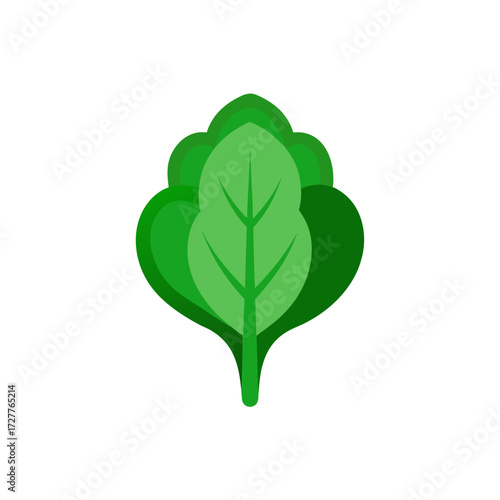 cartoon green spinach leaf fan out  leafy vector a