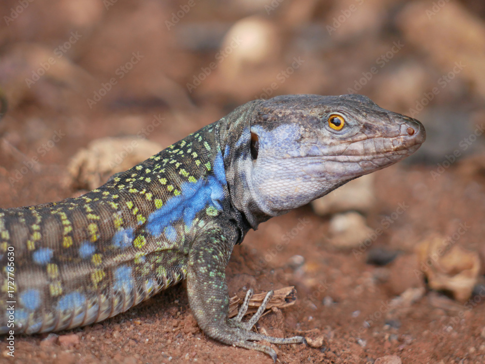 Naklejka premium Colorful Lizard on the Ground