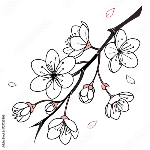 Delicate black and white line art illustration of a cherry blossom branch with blooming flowers and buds set against a clean white background with falling petals