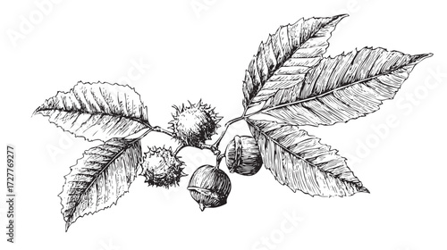 A detailed illustration of a branch with leaves and chestnuts, showcasing the natural beauty of the plant