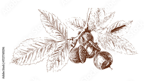 A detailed illustration of a branch with leaves and chestnuts, showcasing the natural beauty of the plant