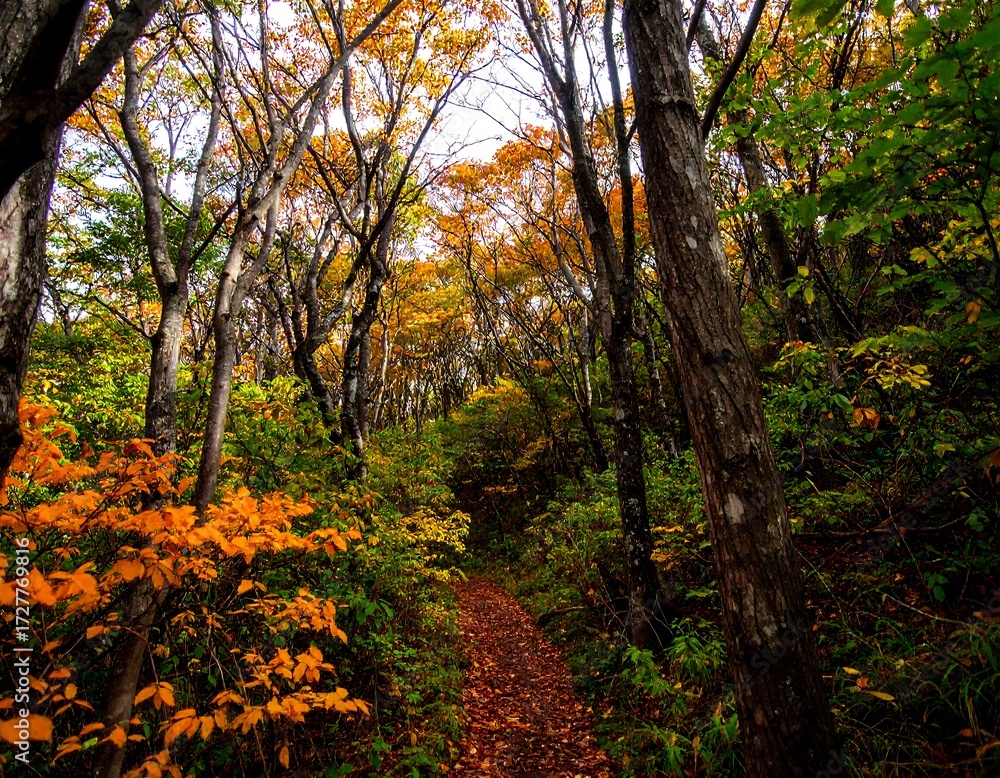 Naklejka premium Autumn forest path (2)
