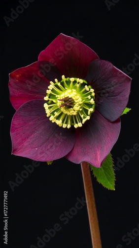 Close-up of a deep burgundy helleborus flower