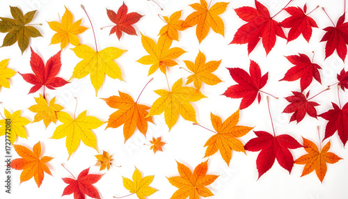 Wallpaper Mural Autumn maple leaves arranged in a gradient on a white background. Torontodigital.ca
