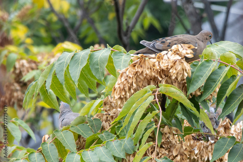 Dove sitting in a tree