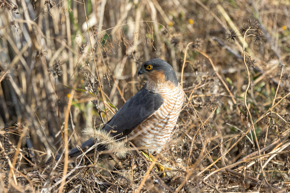 Obraz premium 草むらに潜むハイタカ