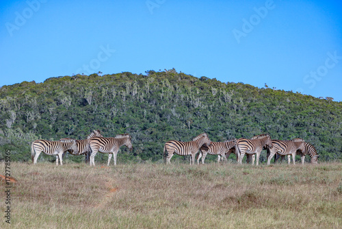 Wallpaper Mural herd of zebras in the national park Torontodigital.ca