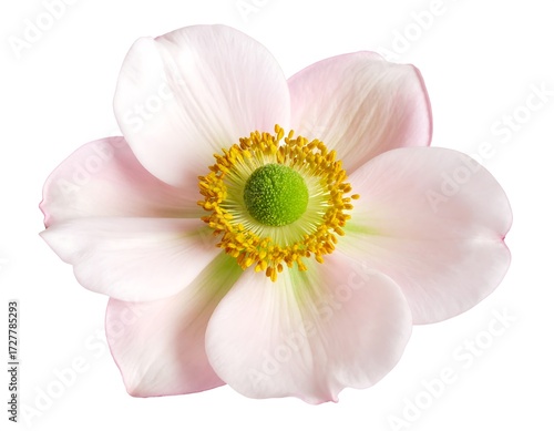 Close-up of a delicate pale pink flower