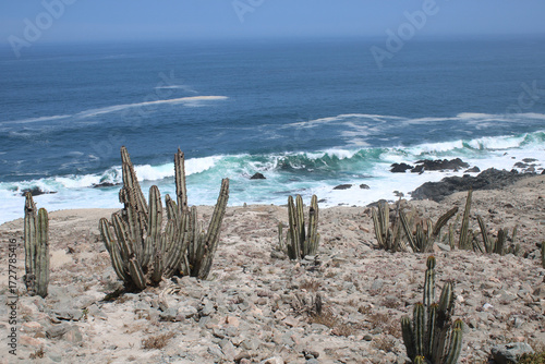 Wallpaper Mural cactus grows at the stony beach in Peru with ocean in background Torontodigital.ca