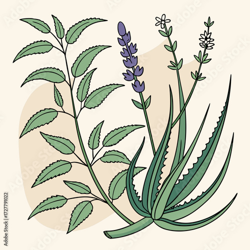 Illustration of aloe vera lavender and mint plants