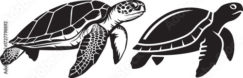 Sea Turtle Duo, Black and White Illustration Featuring Realistic and Abstract Shell Designs