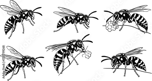 Detailed wasp illustration, insect drawing, black and white sketch, entomology artwork, wasp behavior study, flying wasp, feeding wasp, insect anatomy
