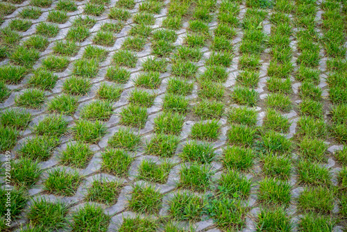 Cuadro en lienzo Grass growing through permeable paving stones