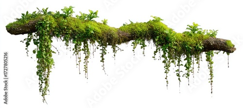 Mossy log with vibrant green vines and plants hanging down against a white background