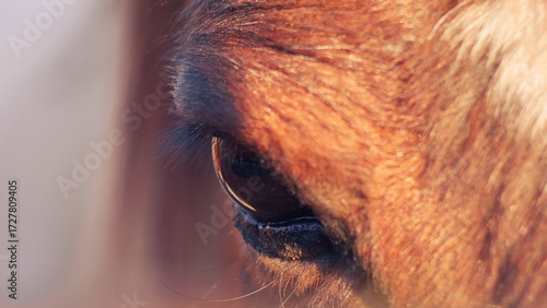 Close-up detail of a horse eye with blonde mane, symbolizing strength, freedom and beauty. Animal portrait in natural light, perfect for concepts of nature, wildlife and emotional connection. 