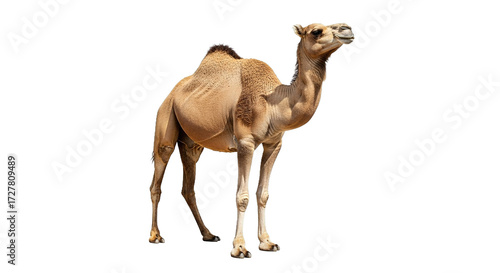 A camel stands isolated against a white background in a full shot.