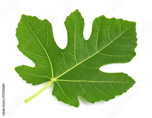 Close-up of a vibrant green fig leaf (1)