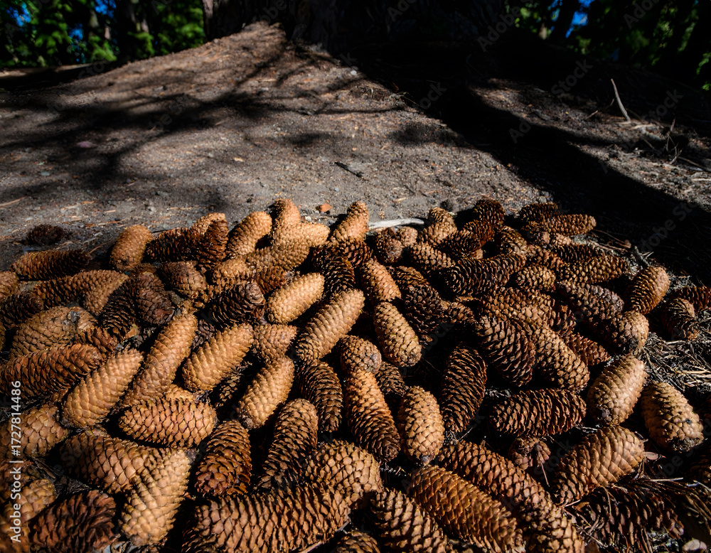 Fototapeta premium Pile of Pine Cones on Forest Floor with Natural Sunlight and Shadows