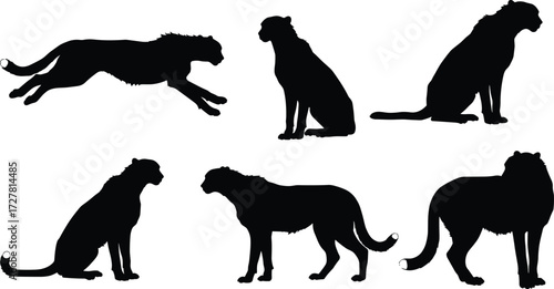 Cheetah silhouette vector illustration, wild animal poses collection, running, sitting, standing big cat design, wildlife predator artwork for stock content