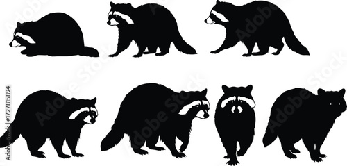 Raccoon silhouette collection, seven wild animal poses, sitting, walking, standing, looking forward, upright posture, wildlife vector, cad drawing flat vector illustration