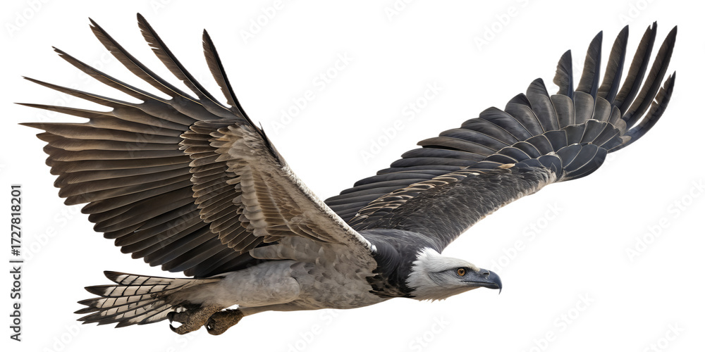 Obraz premium Harpy Eagle PNG – Realistic Flying Exotic Raptor on Transparent Background