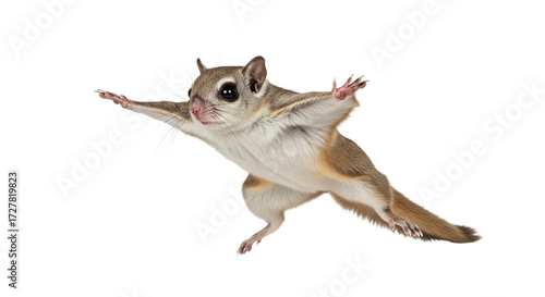 A flying squirrel gliding against a white background with outstretched limbs.
