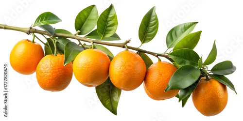 Orange branch isolated on transparent background, showcasing vibrant oranges and lush green leaves, capturing the essence of freshness and the natural beauty of citrus fruits