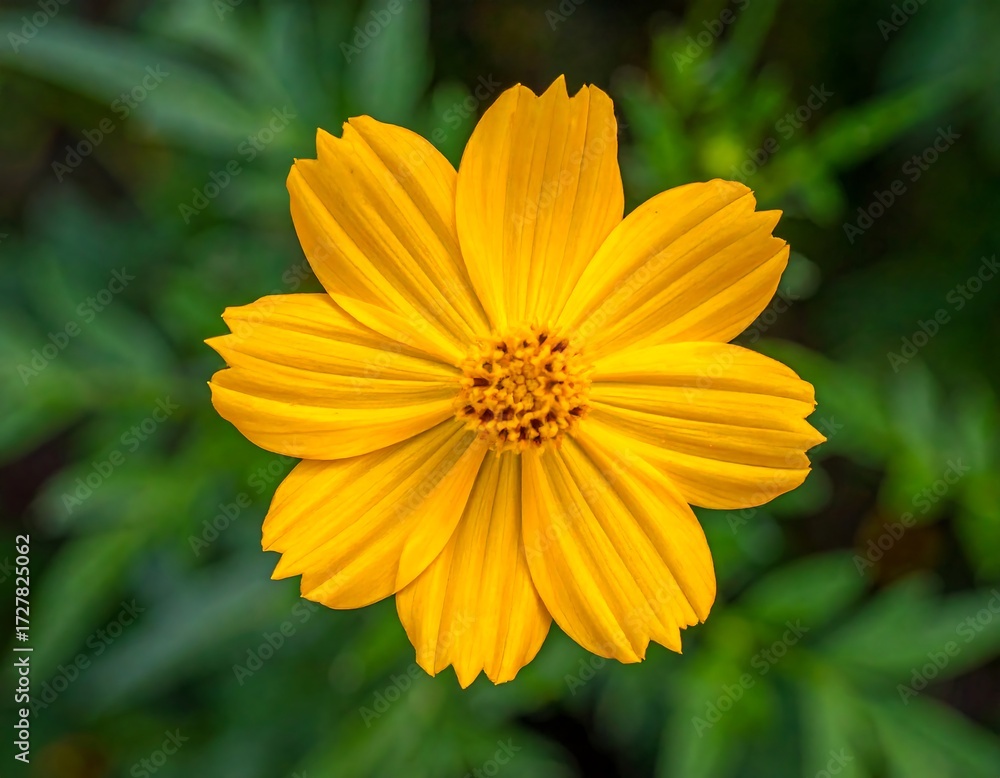 Obraz premium Close-up of a vibrant yellow flower (2)