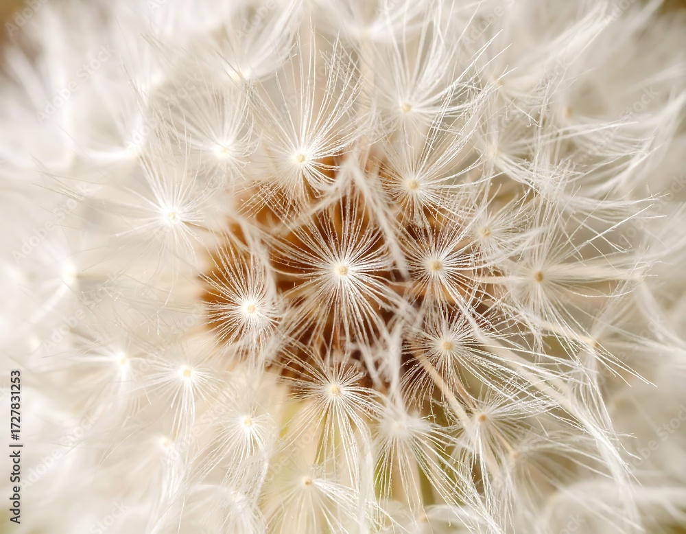 Fototapeta premium Close-up of a dandelion seed head