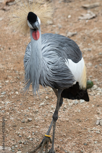 Ritratto di un Grey Crowned Crane (Balearica regulorum)