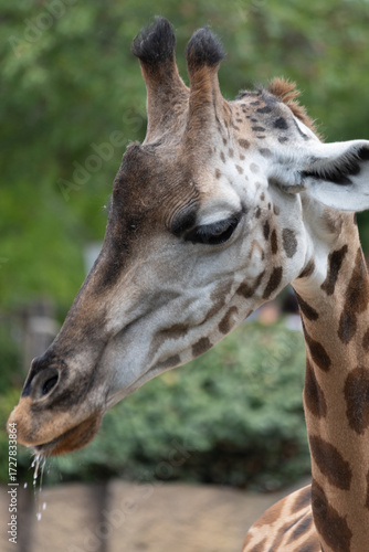 close-up of a giraffe park italy