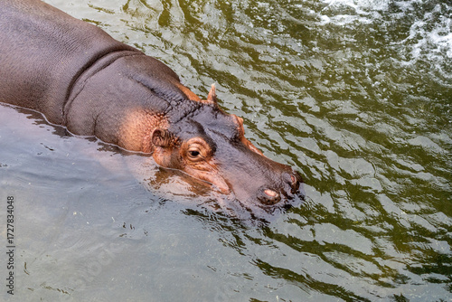 hippopotamus in the water of the Italian park