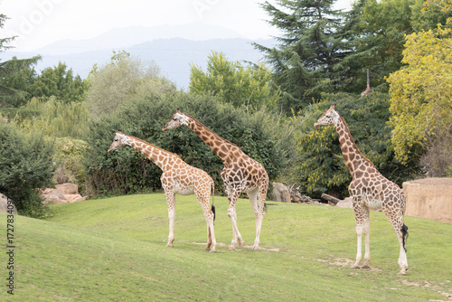 giraffes - Giraffes in the Turin Park