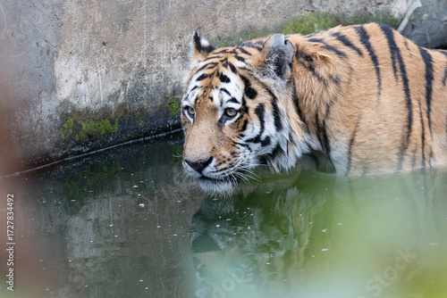 BENGAL TIGER IN WATER Panthera tigris