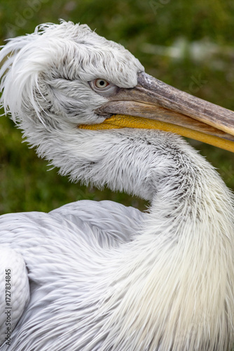 close-up (Pelecanus philippensis) o pellicano grigio