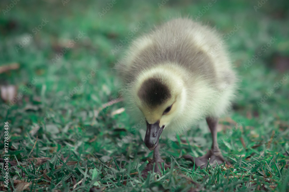 Obraz premium cute newborn Canada goose gosling waddling around