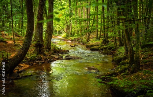 Wald, Bach, Bäume und Sonne