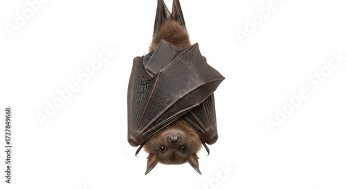 A bat hangs upside down against a white background looking at the viewer.