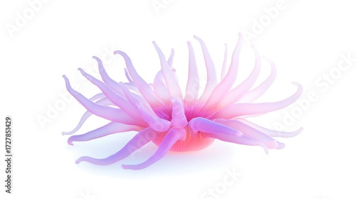 A delicate pink and purple sea anemone isolated on white background