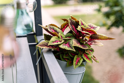 Coleus plant on a balcony, colorful leaves, African spurflower, flybush, hedgehog flower, hullwort