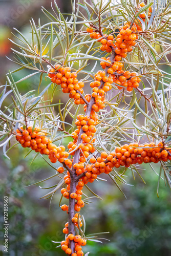 Sea Buckthorn (Hippophae rhamnoides), a spiny shrub known for its bright orange berries and silvery-grey foliage, Sept 2025
