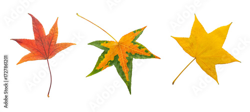 colorful autumn leaves are isolated on a transparent background