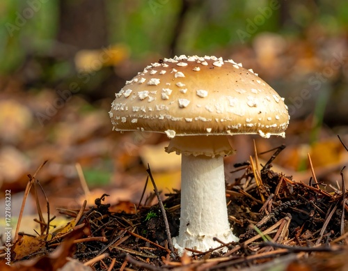 Close-up of a mushroom in autumn foliage