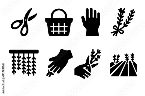 Lavender Harvest Icons. Solid, filled icon set of lavender harvesting: scissors, basket, gloves, bundle, drying rack, pruning, cutting, field. Solid, filled
