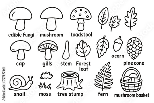 Forest Fungi Doodles. Hand-drawn doodle illustration Edible fungi, mushroom, toadstool, spore, cap, stem, gills, forest leaf, acorn, pine cone, snail, moss,