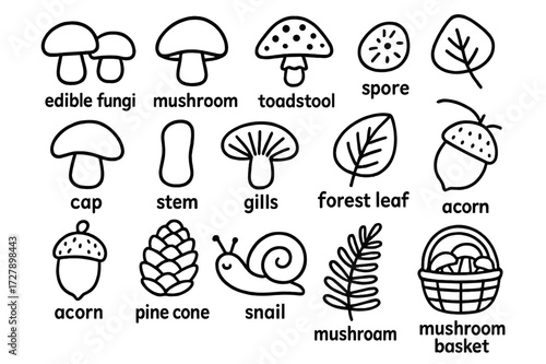 Forest Fungi Doodles. Hand-drawn doodle illustration Edible fungi, mushroom, toadstool, spore, cap, stem, gills, forest leaf, acorn, pine cone, snail, moss,